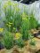 artificial plant reed AP-01