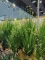artificial plant reed AP-01