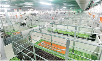 Husbandry Steel Structure HSS00001
