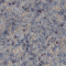 Giallo Amzaon Natural Granite